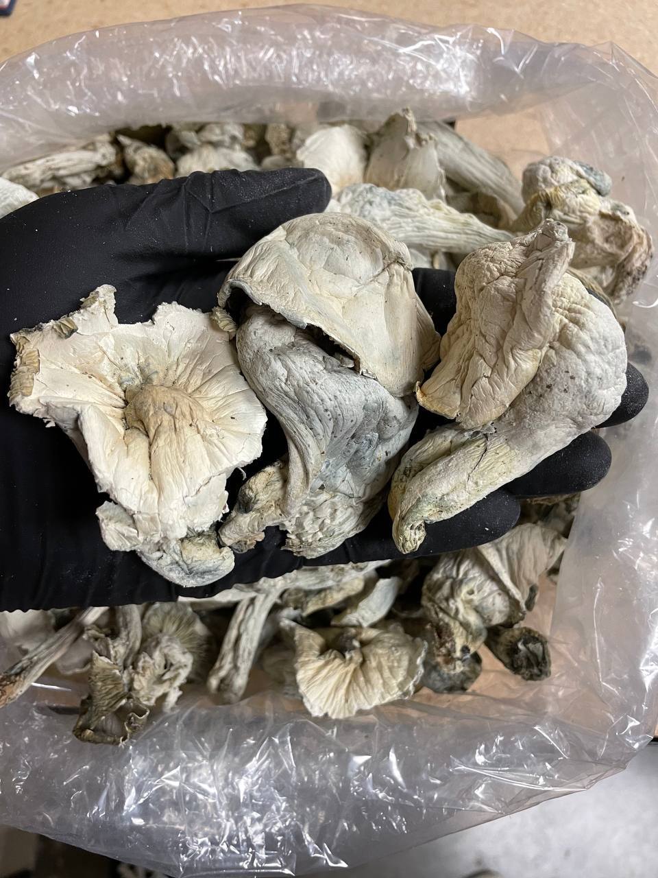 Albino Penis Envy APEs