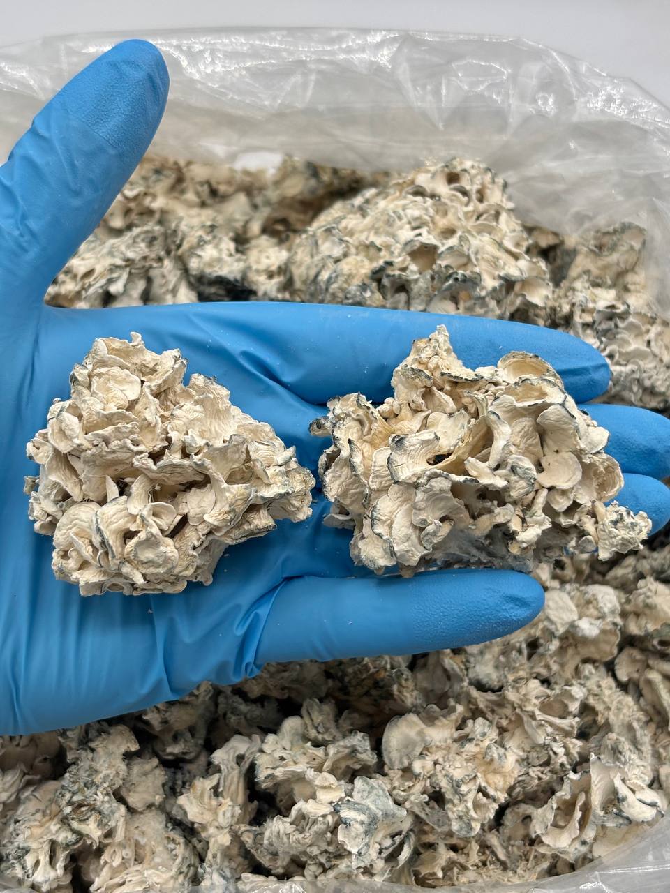 Enigma (RARE DESIGNER)