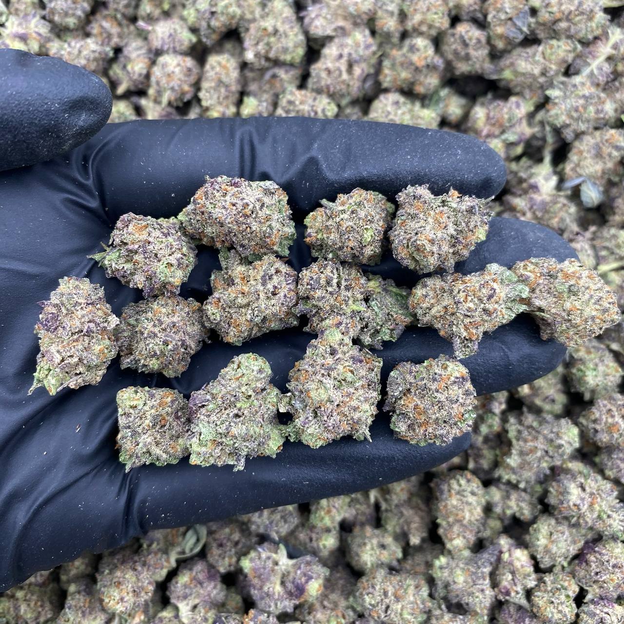 Purple Haze Kush Indoor