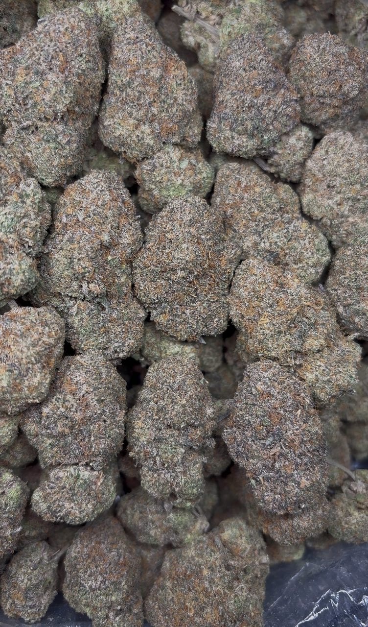 Northern Lights Indoor