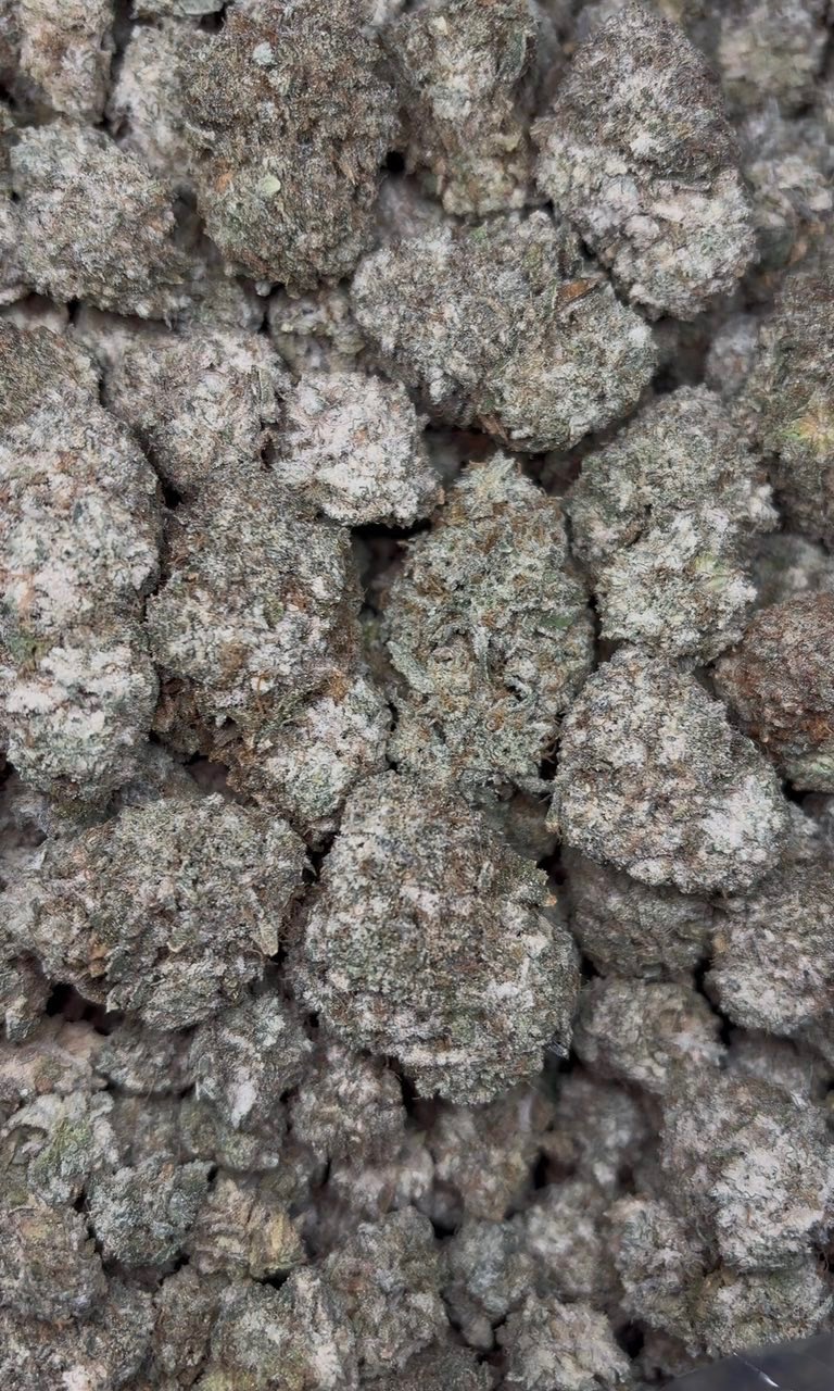 Snowcap Diesel Indoor