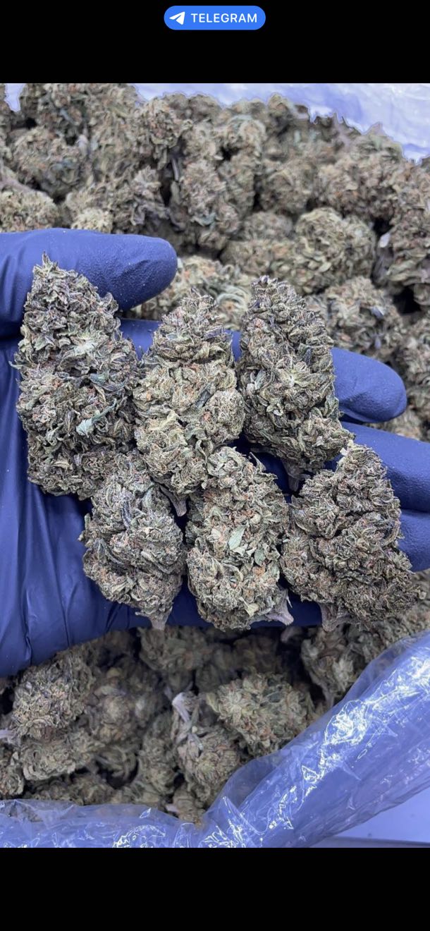 Wizard's Breath Indoor