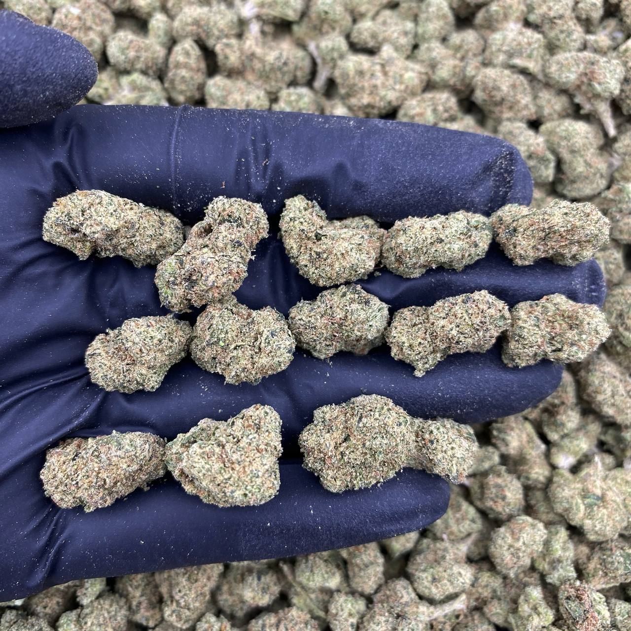 Frosted Mintz Indoor