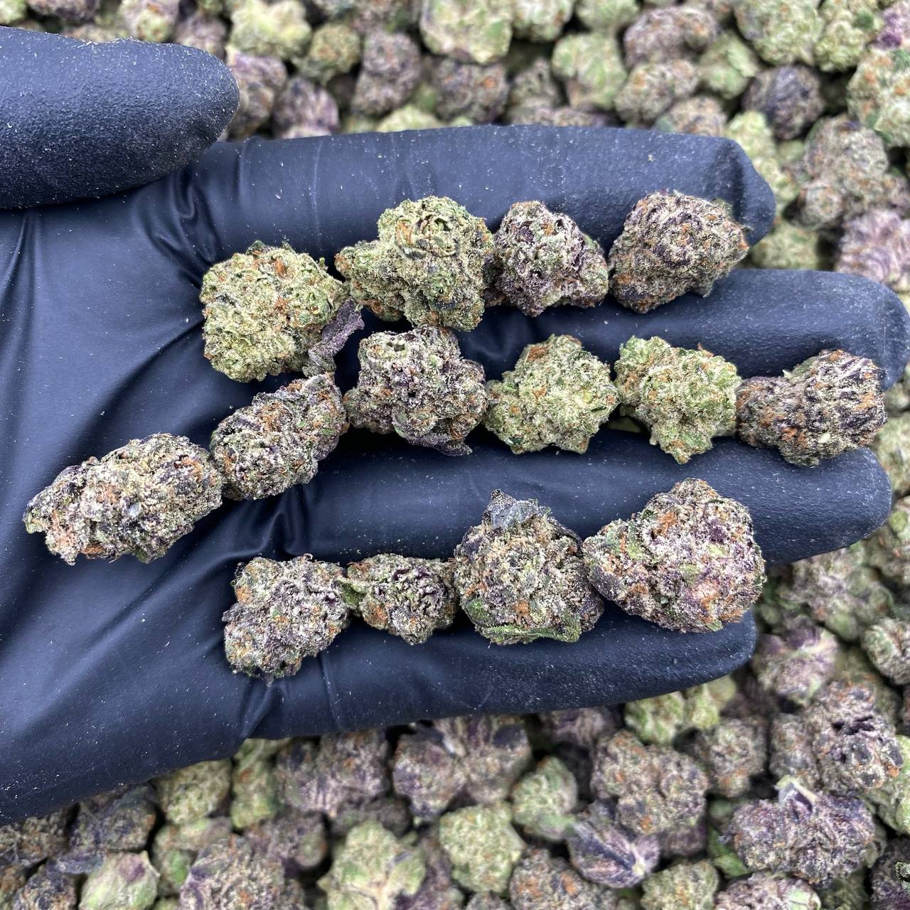 Galactic Glue Indoor