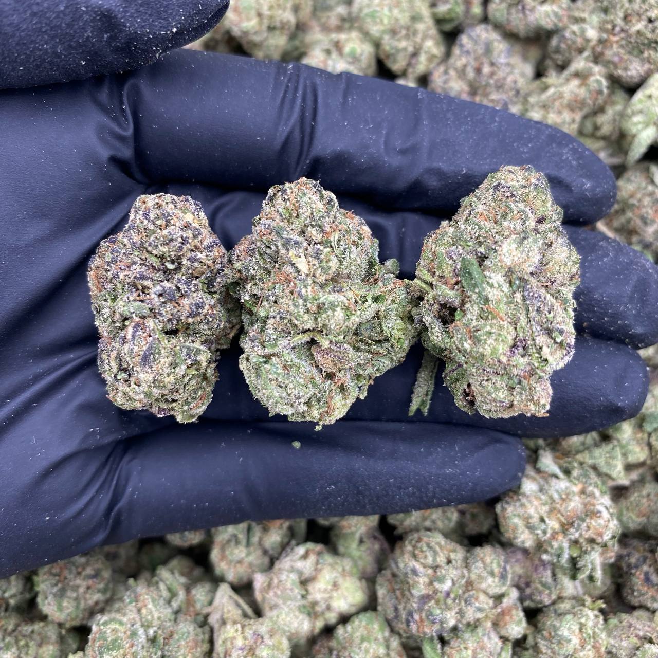 Midnight Velvet Indoor