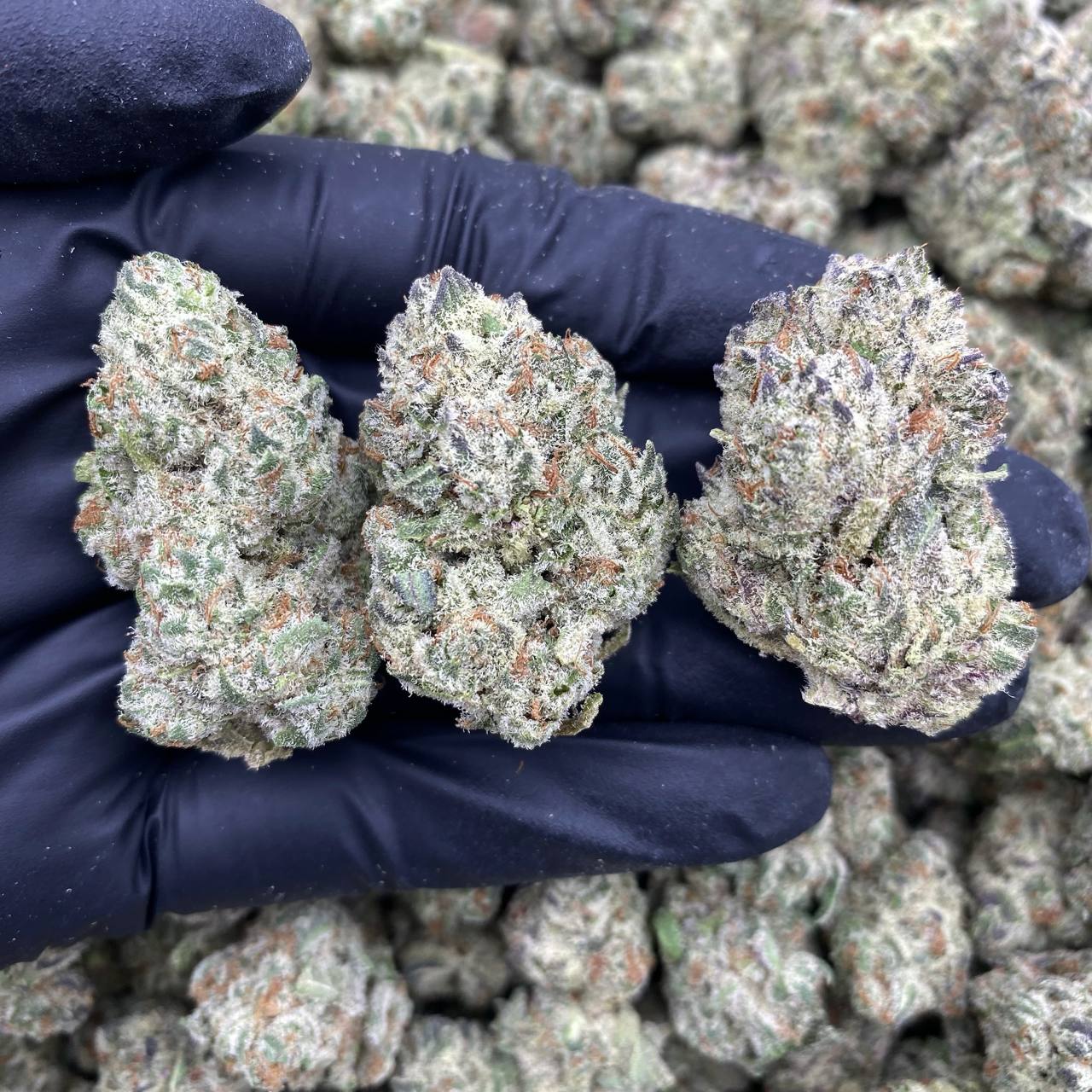 Crystal Crush Indoor