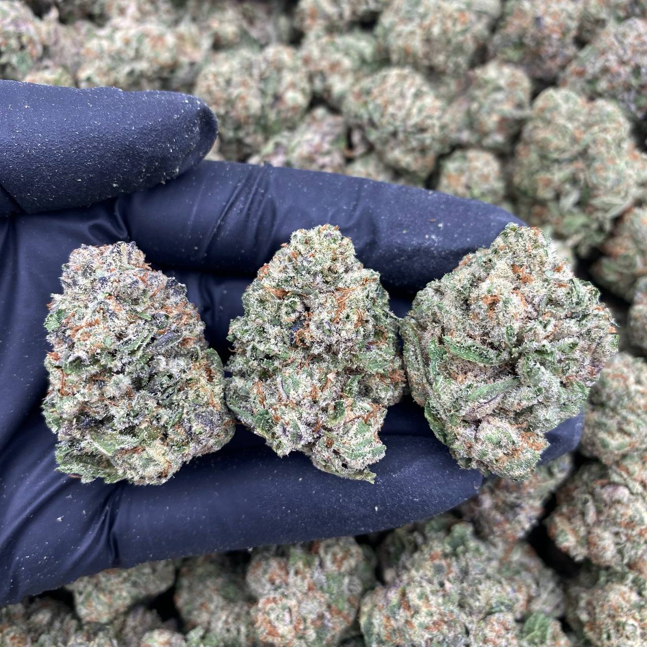 Gelato Dreams Indoor