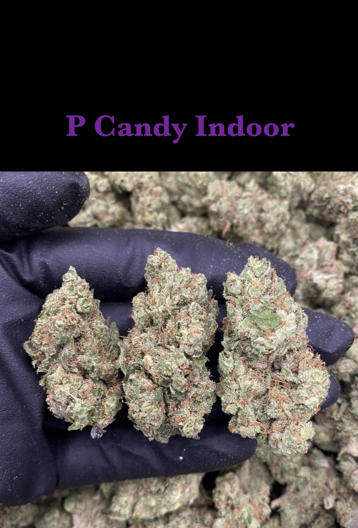 P Candy Indoor