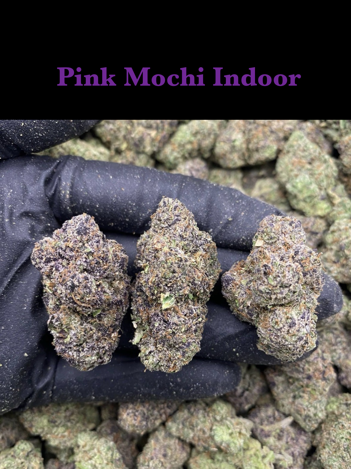 Pink Mochi Indoor