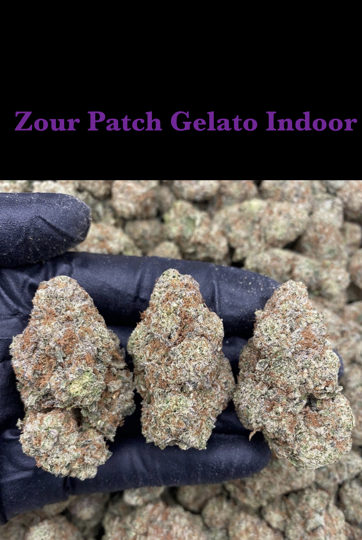 Zour Patch Gelato Indoor